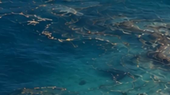 Widespread odours caused by marine oil spill, no health risk to residents: UAE ministry