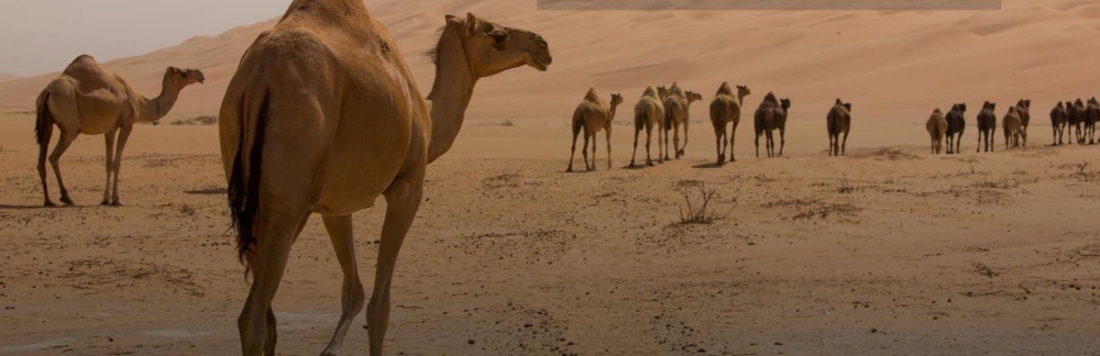 كاميرات وGPS.. حلول ذكية لمحاصرة الإبل السائبة