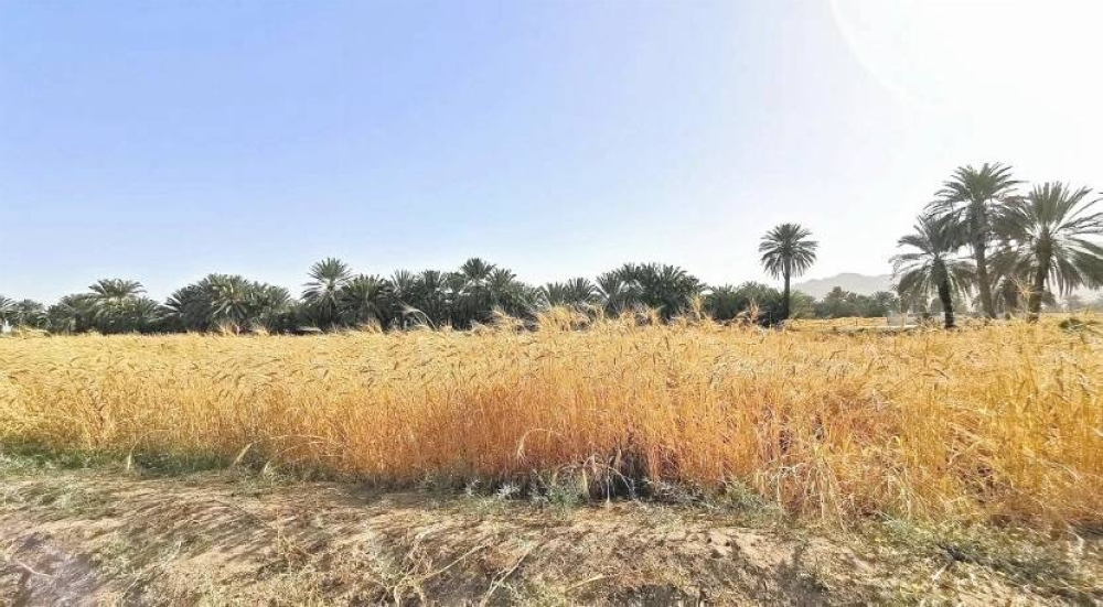 المزارع المهجورة.. توثيق الموقع والمياه والكهرباء قبل التأهيل