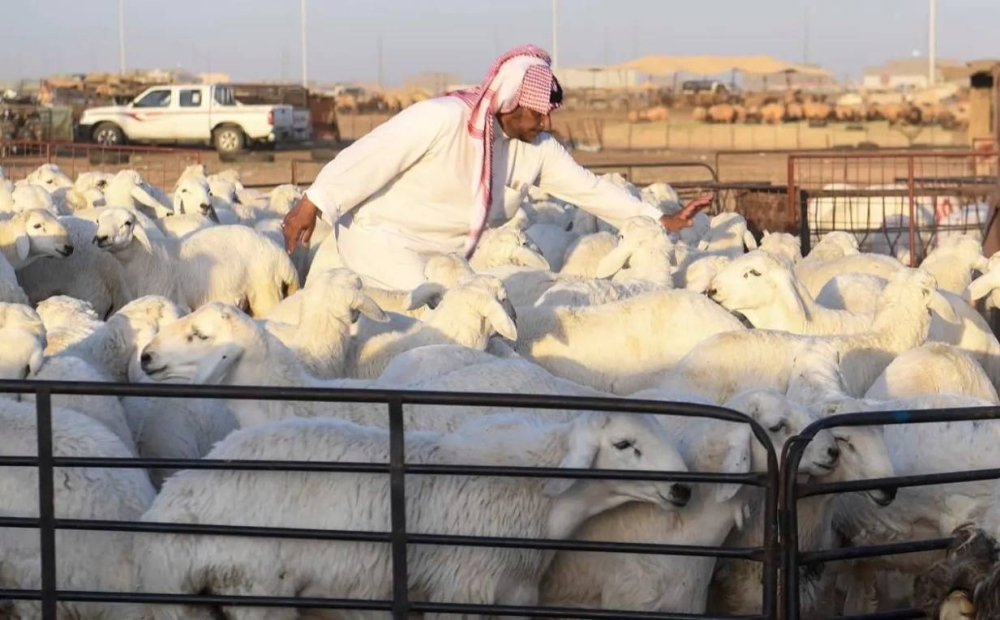 منصة رقمية لإدارة حلال الأغنام والماعز