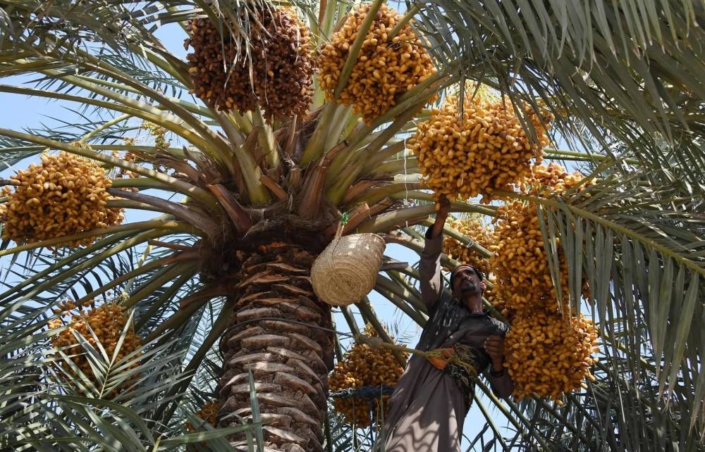 تكامل حكومي وخاص لحماية أشجار النخيل