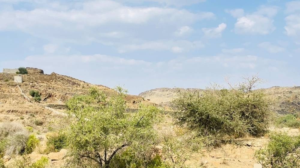 شح أمطار أغسطس يهدد وفرة رحيق السدر في الباحة