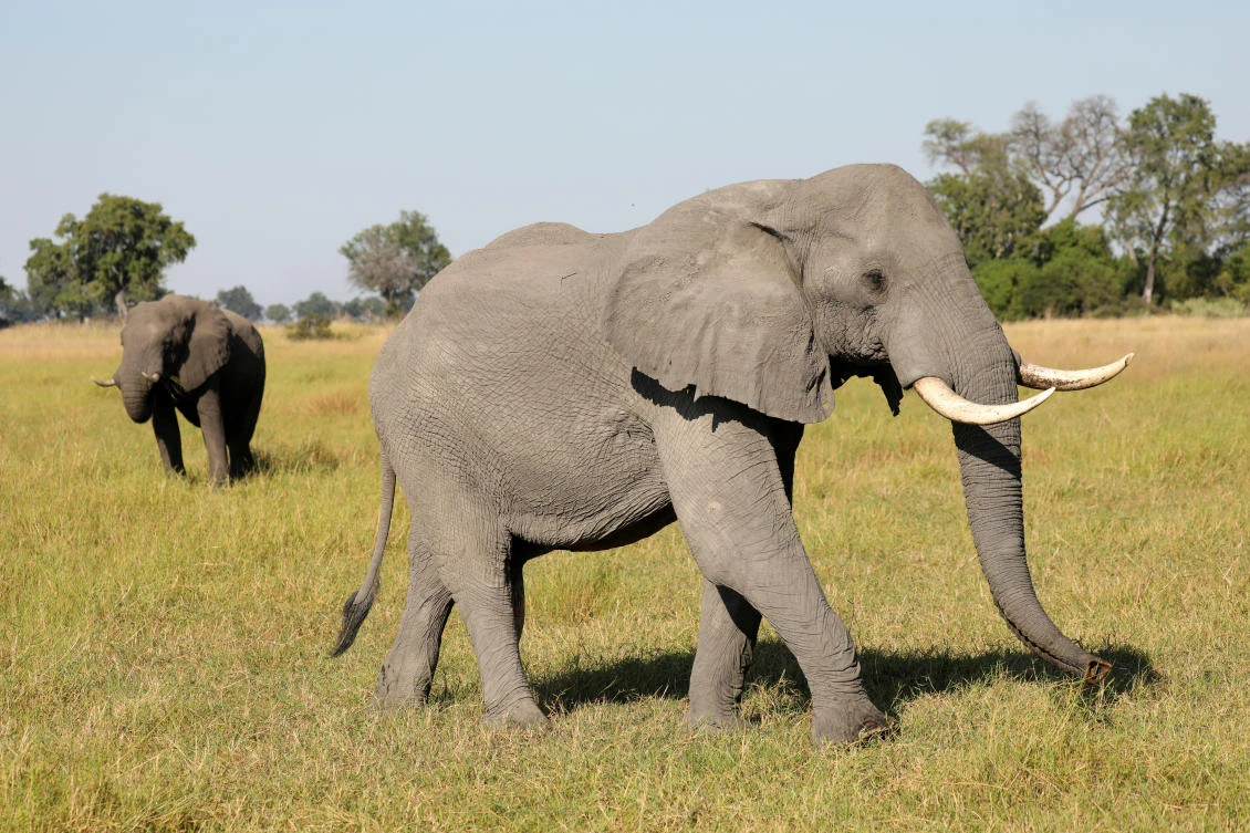 Botswana has so many elephants it approved the killing of 23 this week for independence celebrations