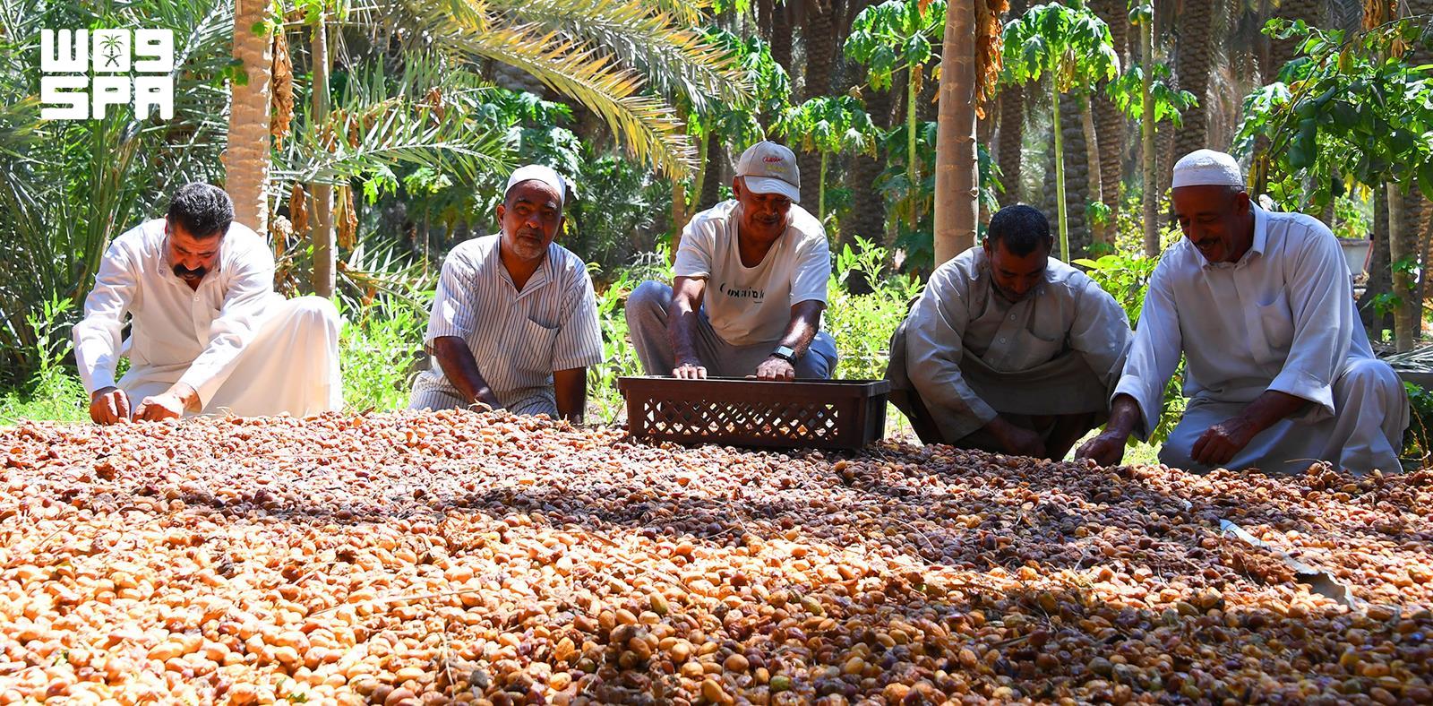 Saudi date exports near $534m as Kingdom retains global lead