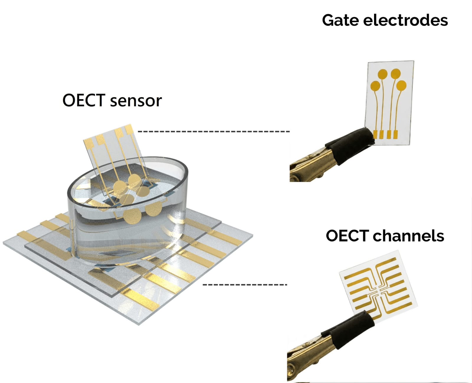 KAUST develops sensor for potential early detection of Parkinson’s disease