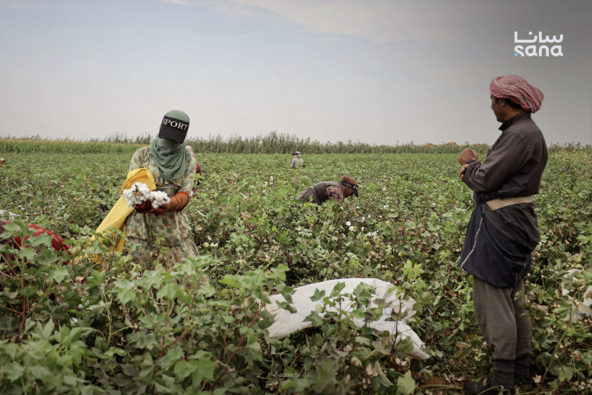Syria seeks to revive cotton industry amid soaring costs and water scarcity