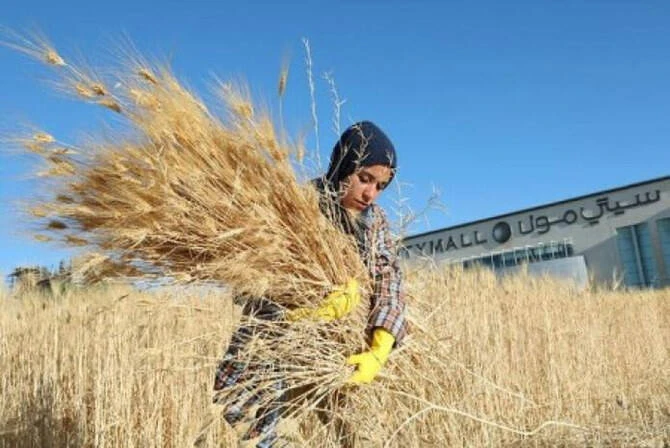 Jordan makes no purchase in tender for 120,000 tonnes wheat, traders say