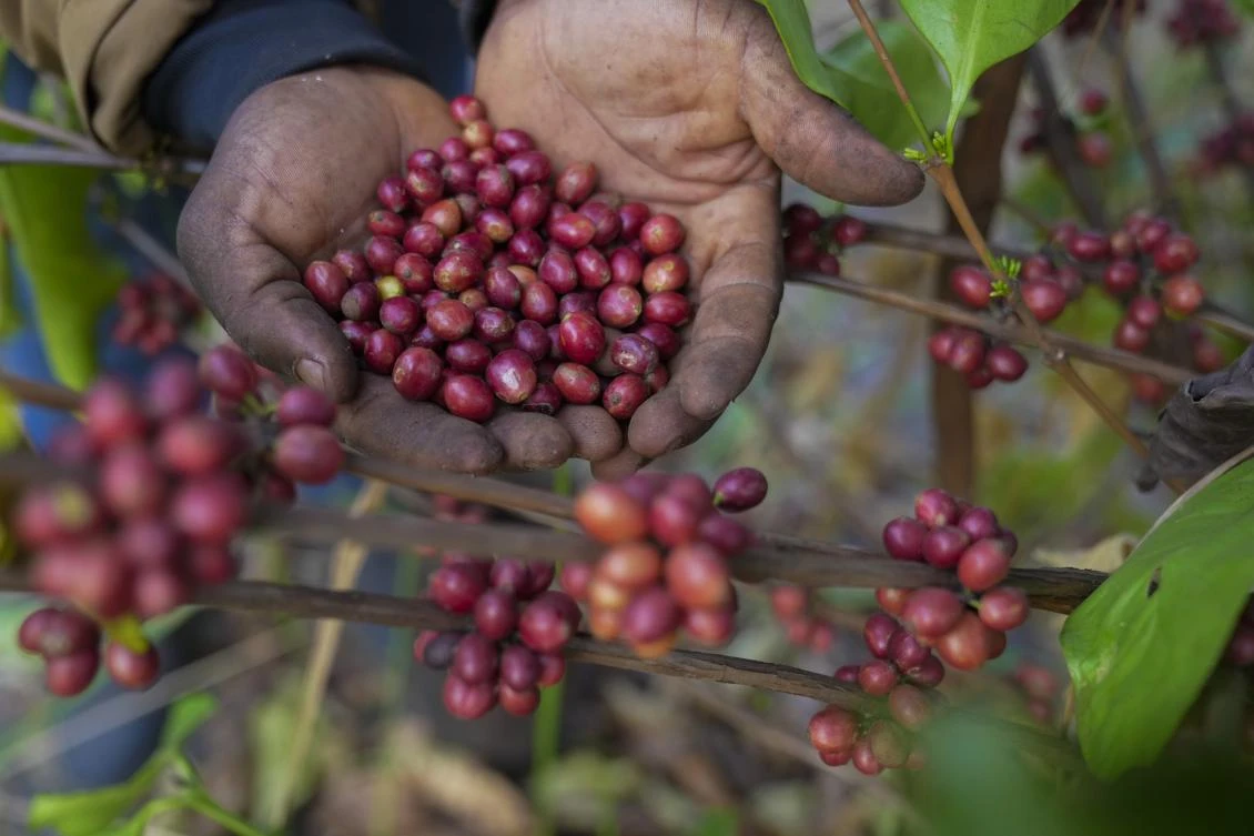 Uganda August coffee shipments down 14 percent on drought