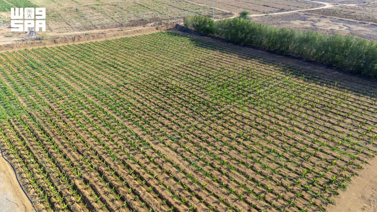 Jazan crop diversity strengthens Saudi food security goals