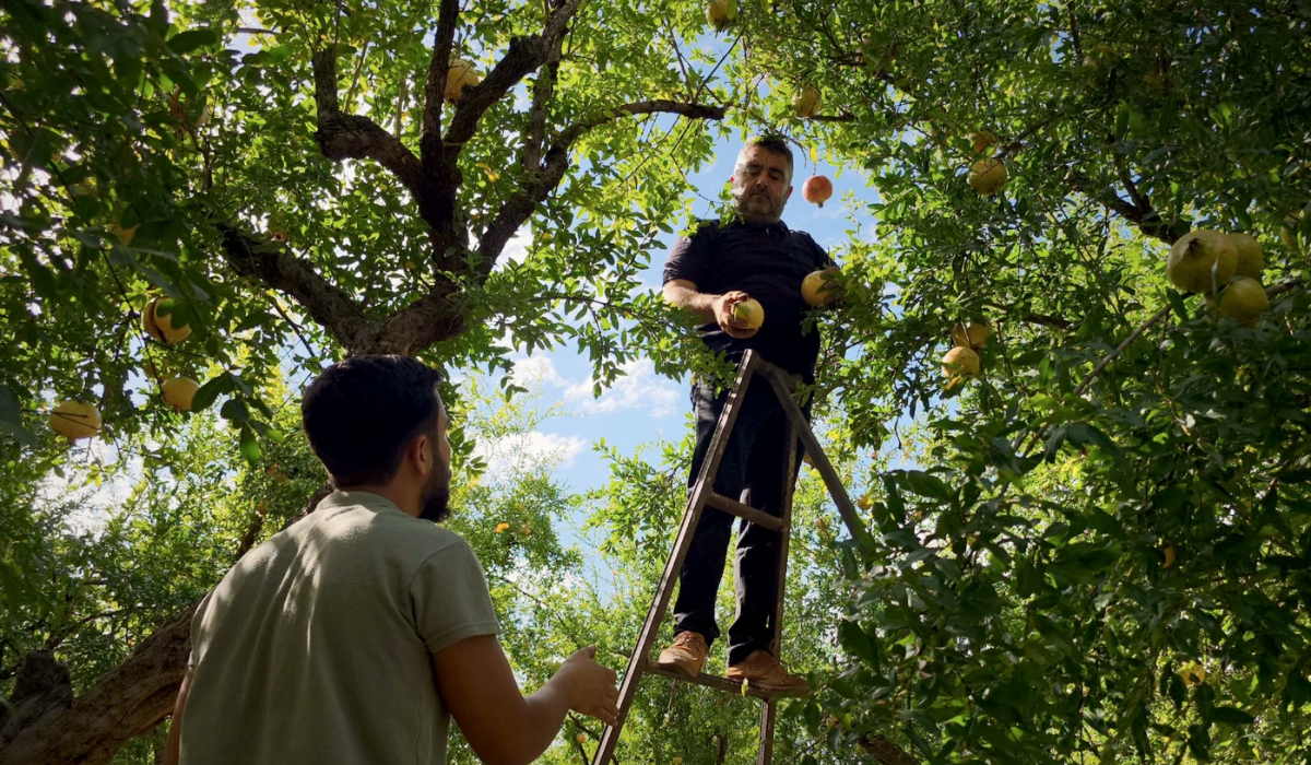Idlib pomegranate farmers squeezed by rising costs, weak demand