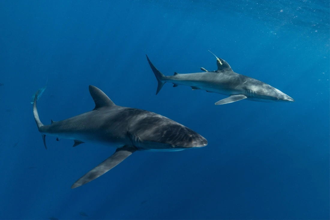 Exotic species appear off California thanks to an unusually strong El Niño