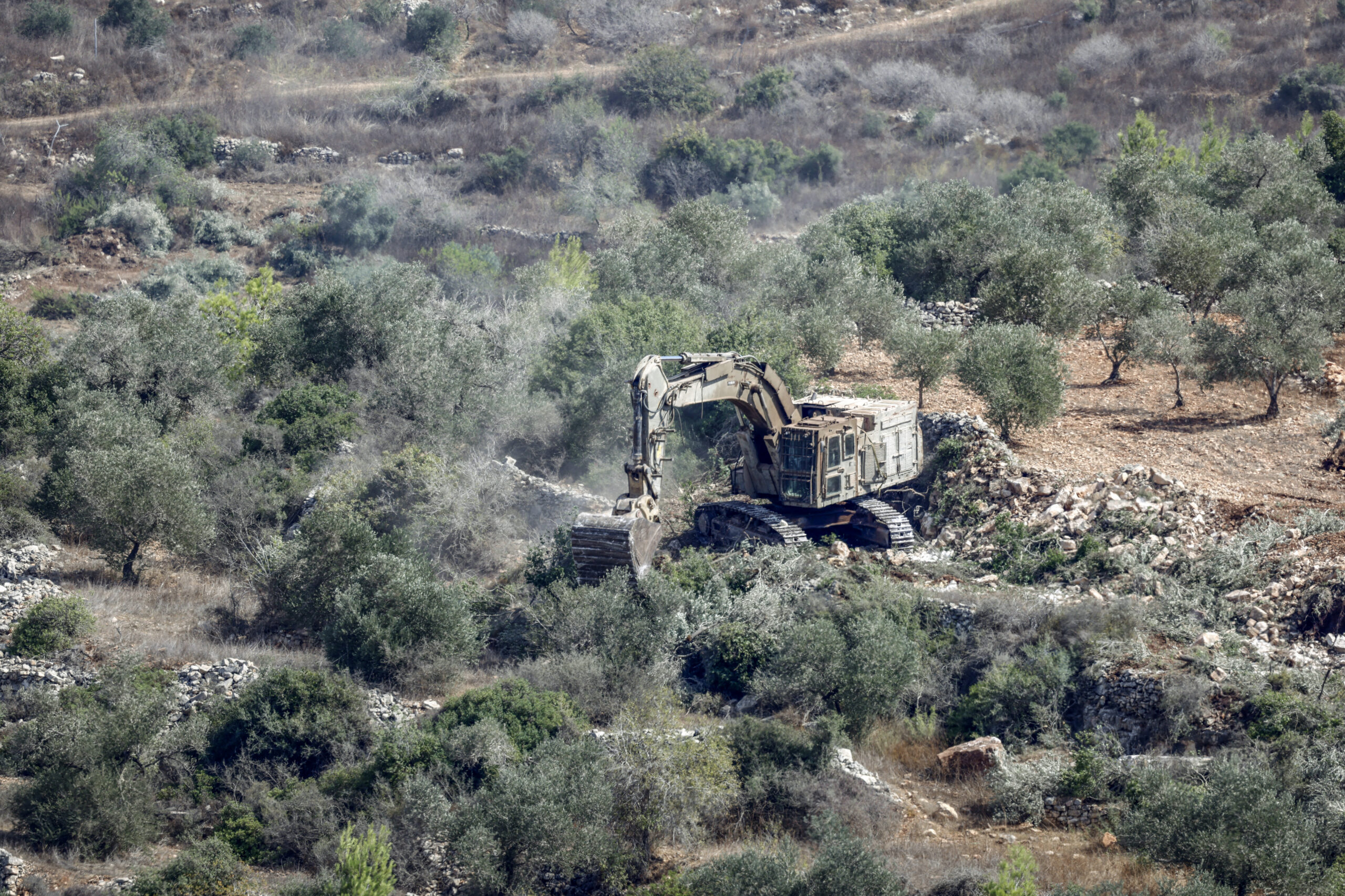 Israel’s war on olive trees an attack on Palestinian survival