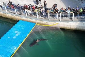 Shark nicknamed ‘Bukangi’ returns to sea off South Korea after third rescue attempt