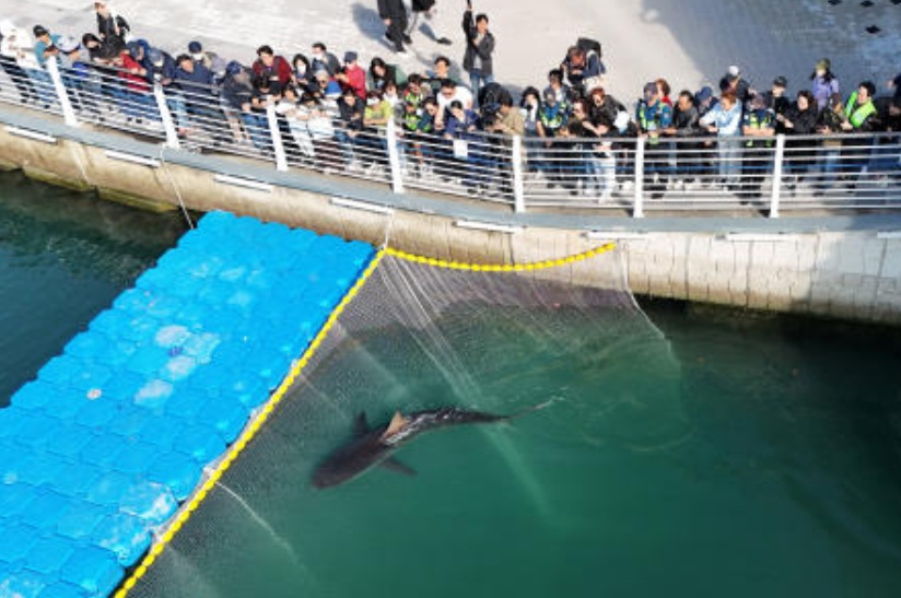 Shark nicknamed ‘Bukangi’ returns to sea off South Korea after third rescue attempt