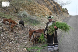 Herder’s call keeps herding heritage alive in Jazan