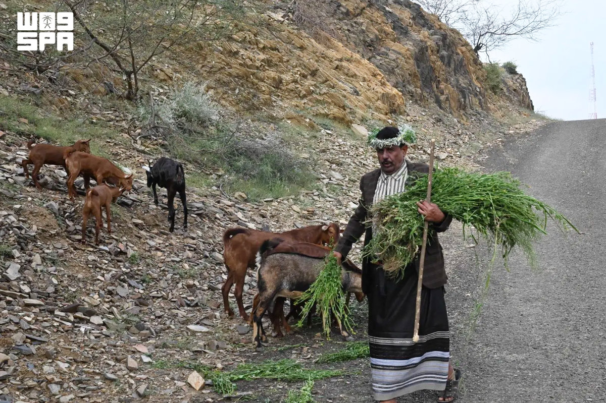Herder’s call keeps herding heritage alive in Jazan