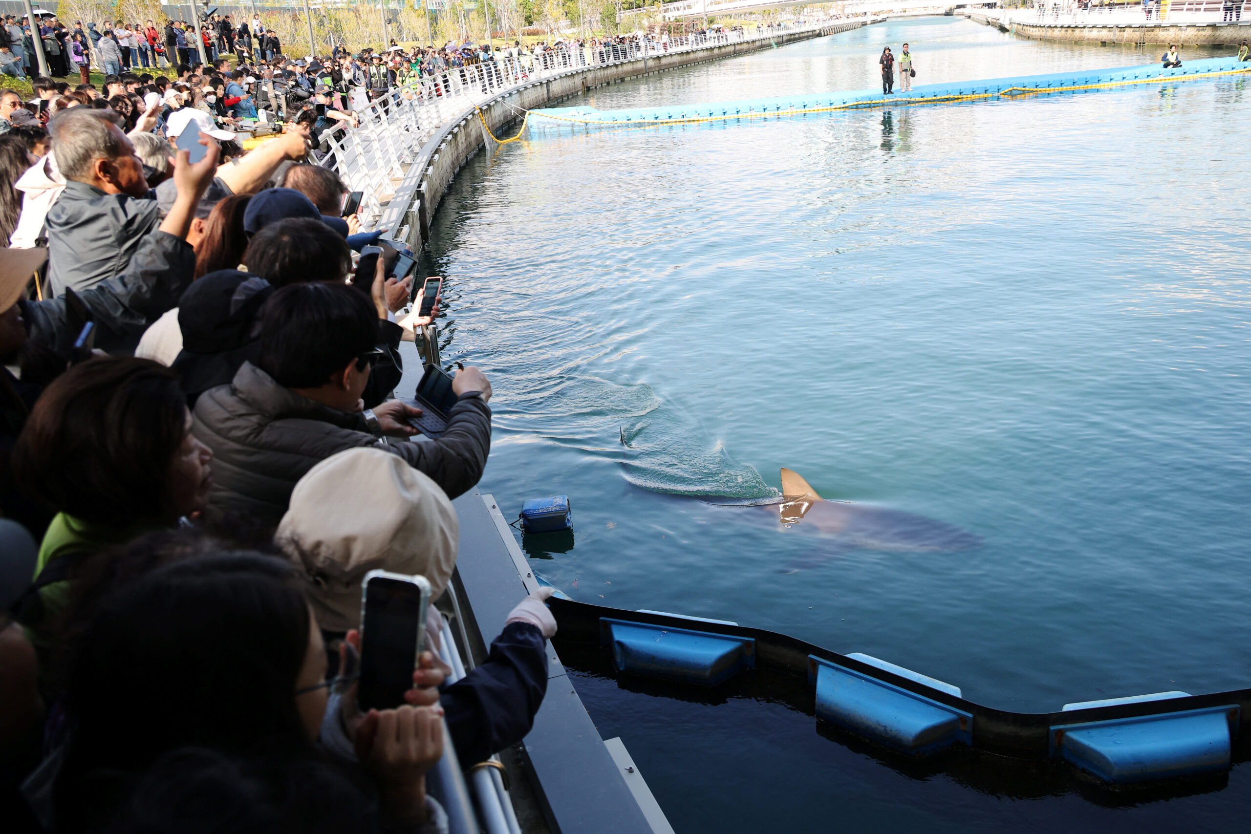 Shark nicknamed ‘Bukangi’ foils rescue attempts, returns to South Korean canal