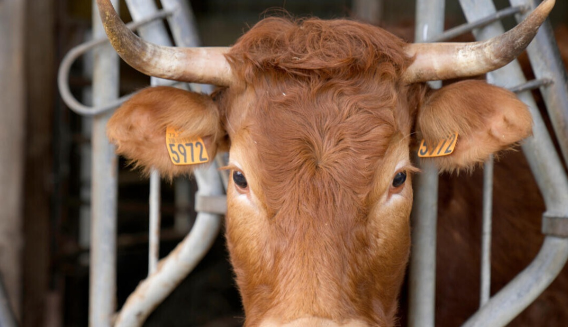 France reports first human case of livestock virus Shamonda in patient who later died