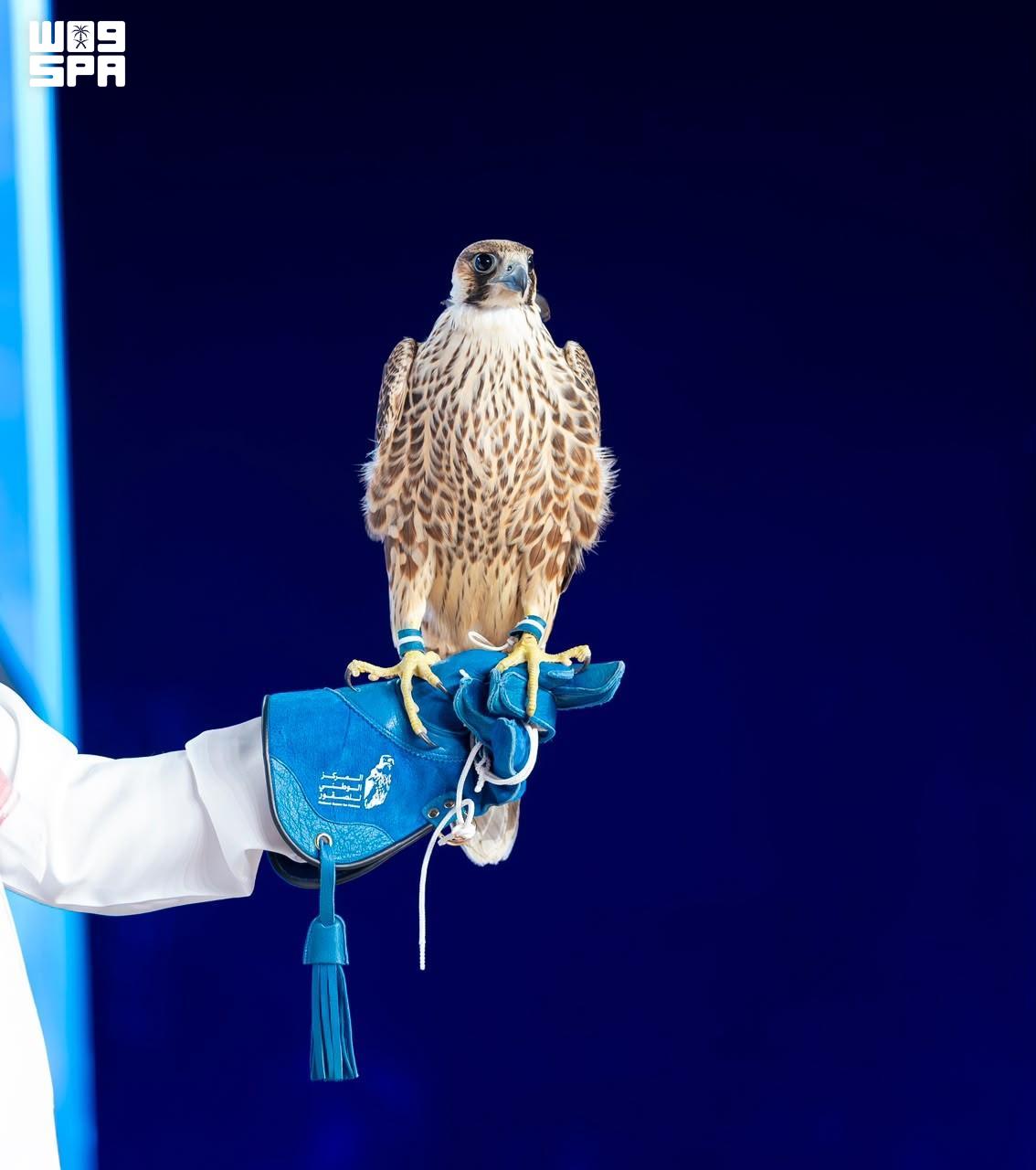 3 falcons fetch over $98,000 on 10th night of Saudi auction