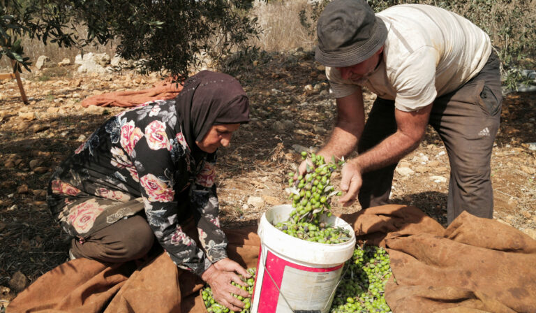 Lebanese farmers brave danger to harvest their olives