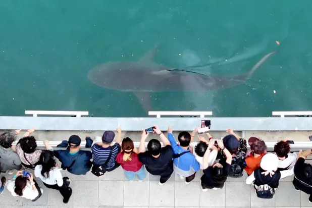 Shark Stranded in South Korean Canal Draws 600,000 Visitors as Rescue Bid Fails