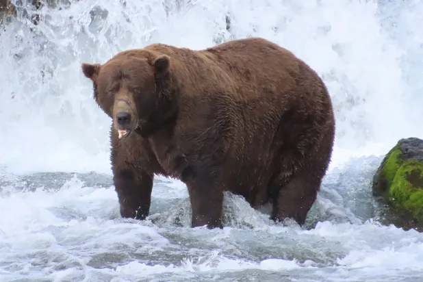 Fat Bear Week: Nepobaby Wins Alaska Contest