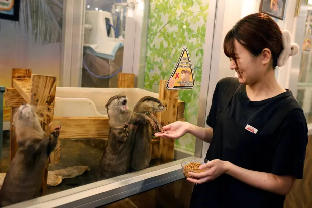 Japan to Survey Animal Cafes for 1st Time over Welfare and Disease Concerns