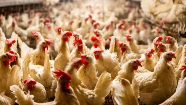 خصم 25% على الدواجن.. مقترحات جديدة لمواجهة الغلاء وضبط الأسواق