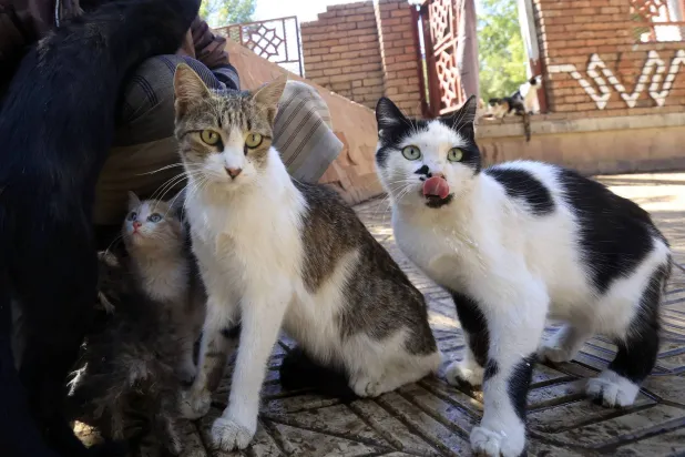 Vietnam Busts Cat-stealing Ring that Took 2,700 Pets for Food