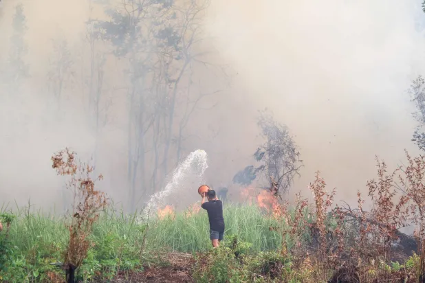Indonesia Says Will Halt Forest Destruction for Rice Paddies