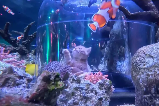 Orphaned Kittens Meet Sharks and Stingrays on an Aquarium Field Trip at Mall of America