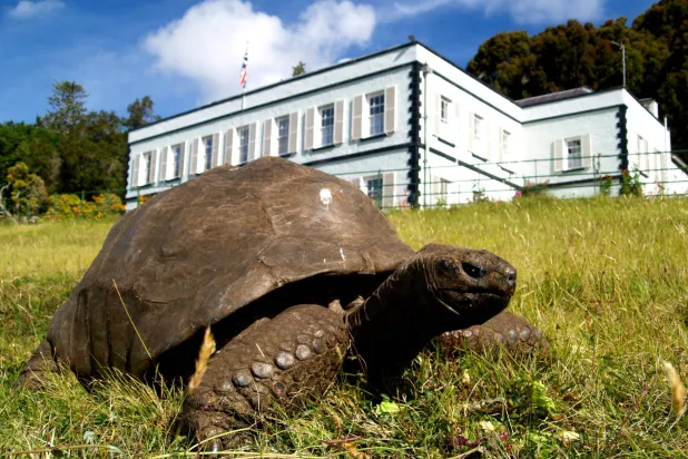A 194-year-old Tortoise, World’s Oldest Land Animal, May Hold Clues to Longer Life