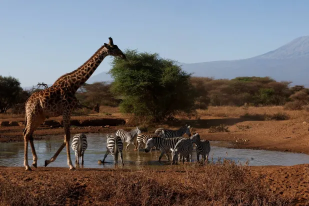 WWF: Populations of Wild Species Fell by an Average of 73% from 1970 to 2022