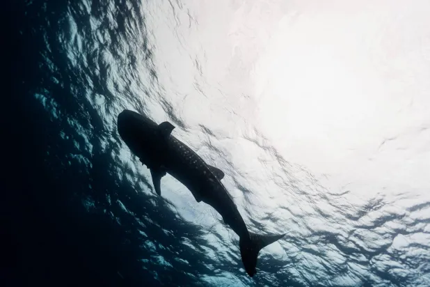 Underwater Surprise: Sharks Can Hear Sounds from 75 Meters Away