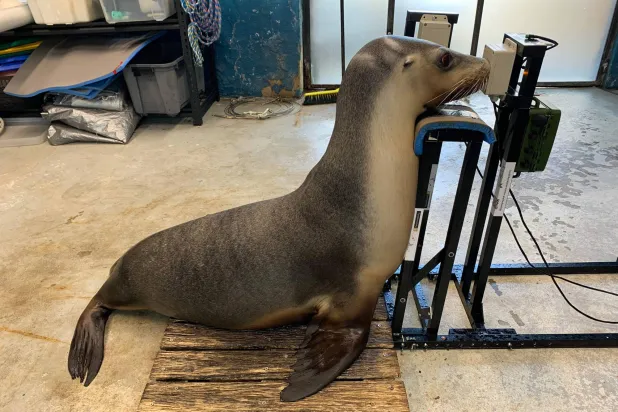 Seals and Sea Lions Get Hearing Tested at Australia Zoo
