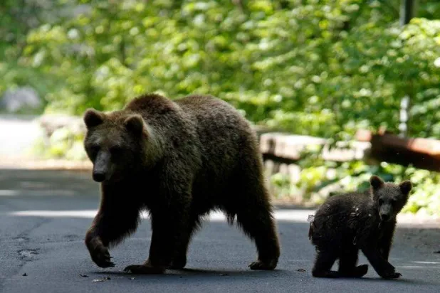 Mongolia Urges No School Outings after Fatal Bear Attack