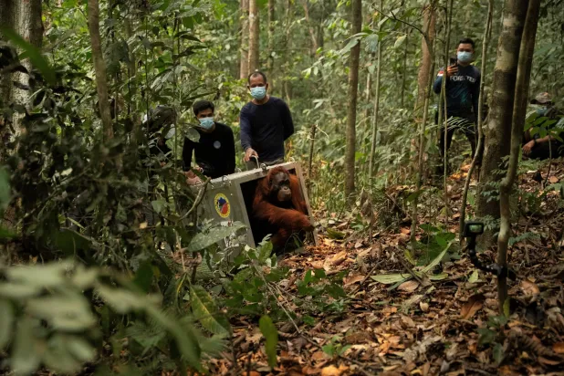 Indonesia Moves 8 Endangered Orangutans to Safety after Borneo Fires