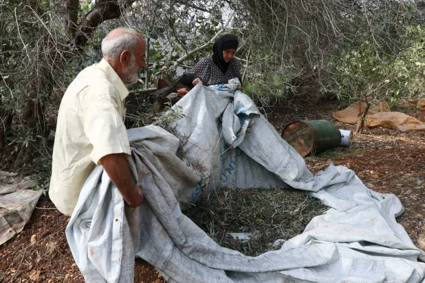Olive Trees in S. Lebanon Under Israeli Fire: Deprivation of Harvest Seasons Erodes Village Memory
