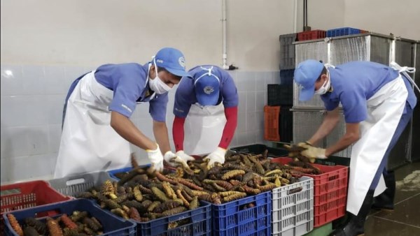 علوم البحار: 3 أبحاث مصرية صينية تحول مخلفات خيار البحر إلى ثروة اقتصادية
