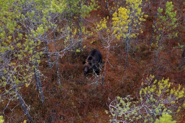Siberian Hunters Declare Open Season on Bears after Spate of Deadly Attacks