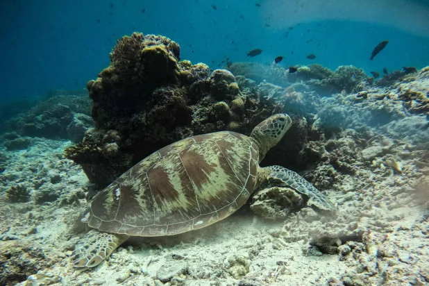 As Species Decline, Green Turtles Offer Glimmer of Hope