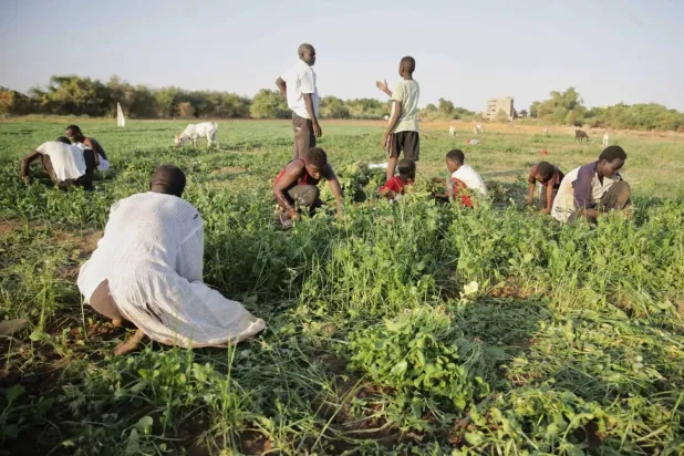 Sudan’s Day Laborers Struggle to Survive as War Devastates Livelihoods