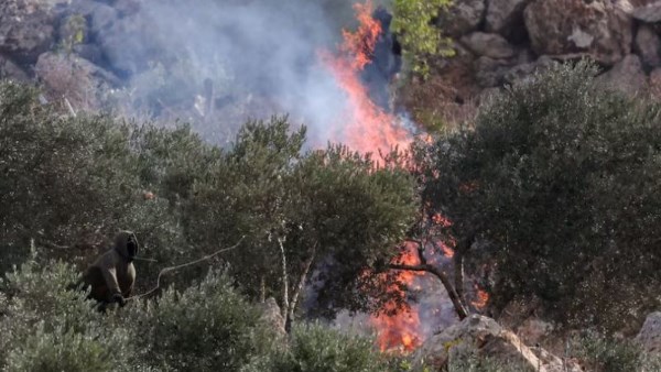 مستوطنون يحرقون أشجار الزيتون ويهاجمون مزارعين في الضفة الغربية