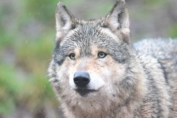 Sweden Sets Quota of 72 Wolves for 2027 Cull