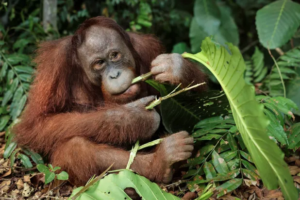 Indonesian Rescue Center Takes in More Orangutans as Fires Rage