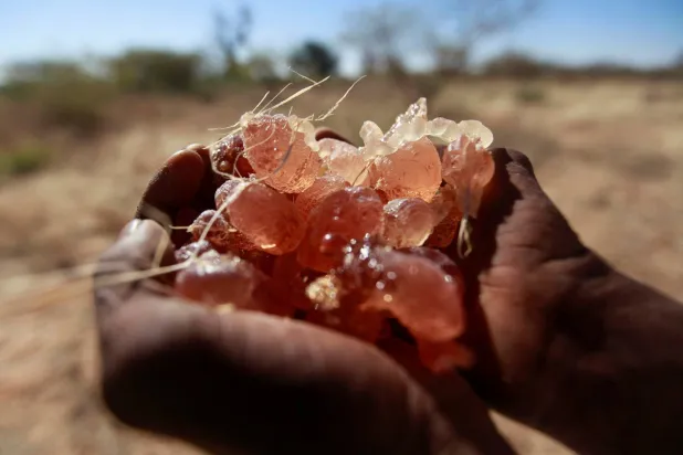 US Bill Proposes Agricultural and Mining Partnership with Sudan