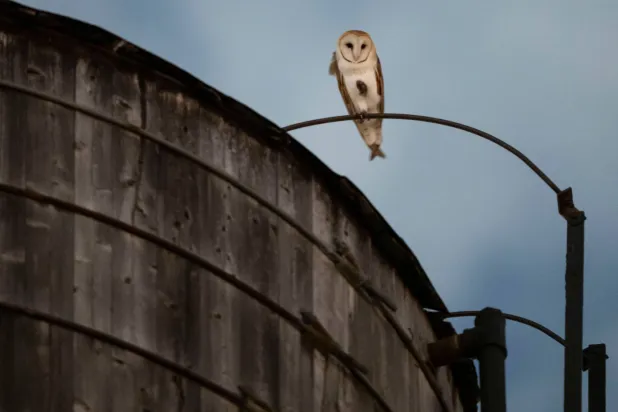 Rare Family of Barn Owls Move into Manhattan’s Upper West Side
