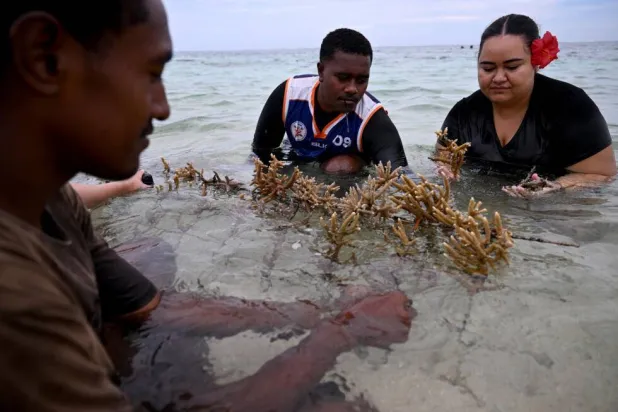 Tiny Fiji Village Restores Dying Fishery with Coral Planting