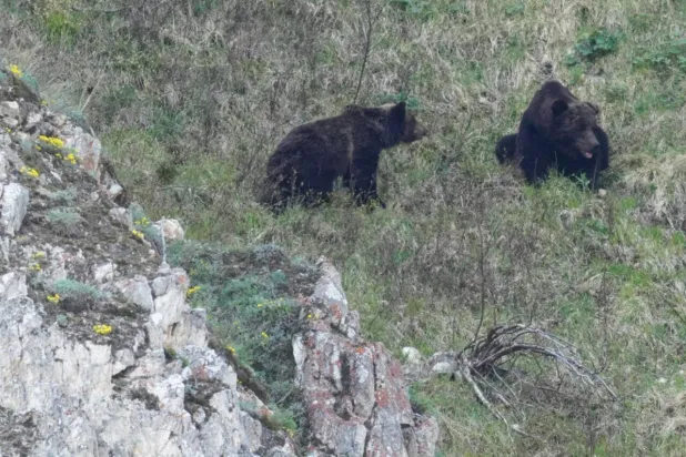 ‘We’ve Never Had This’: Bear Sightings Spook Russia
