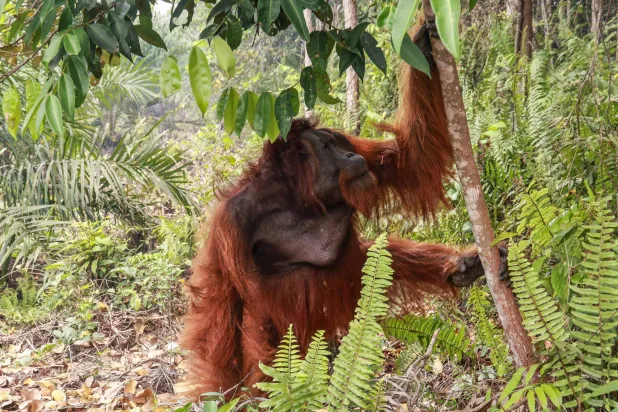 Dozens of Orangutans Saved from Indonesia Blazes